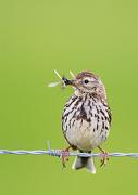 Wiesenpieper - Meadow Pipit  (Anthus pratensis)